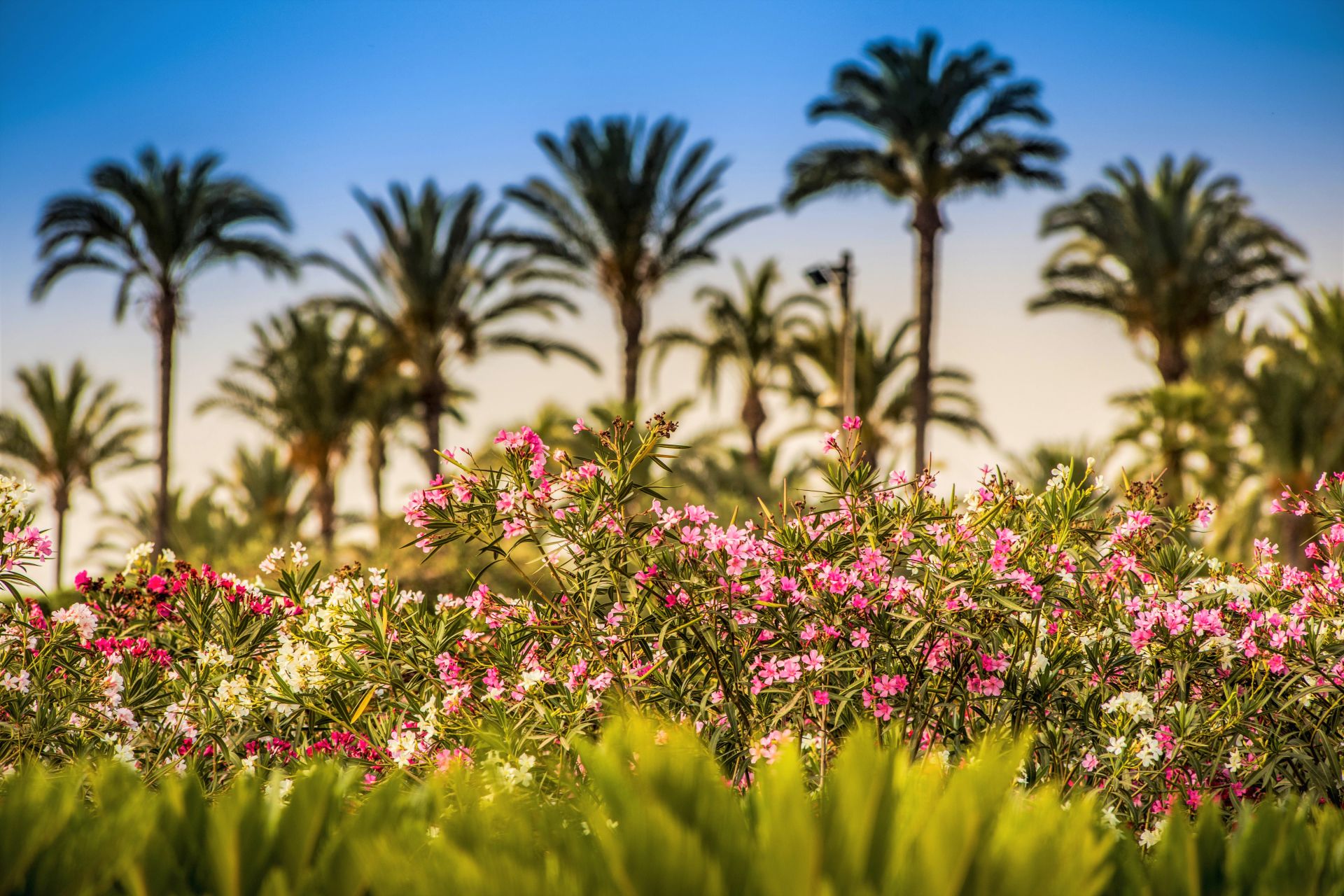 Vivero 8