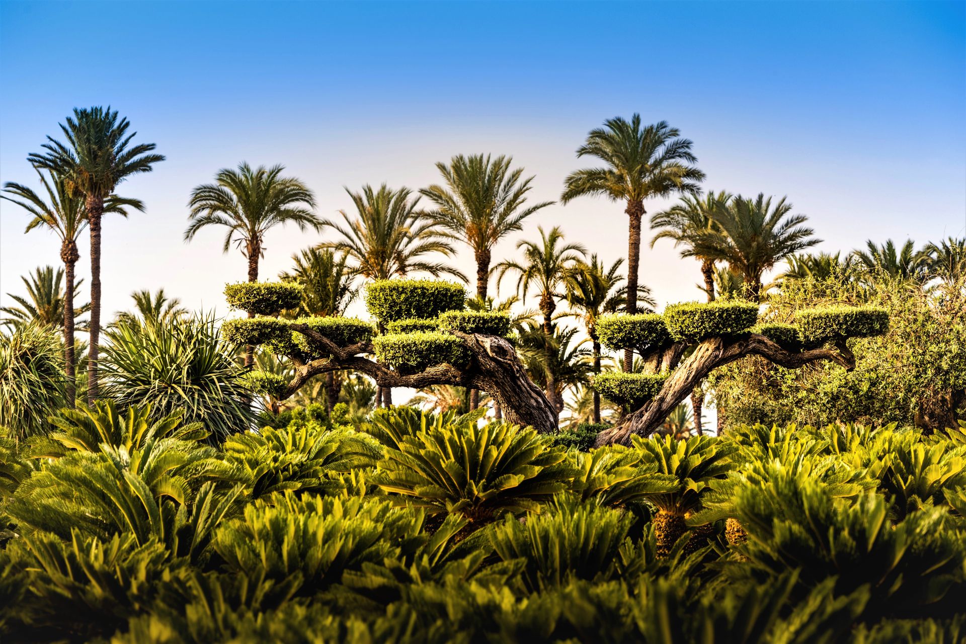 Vivero 9