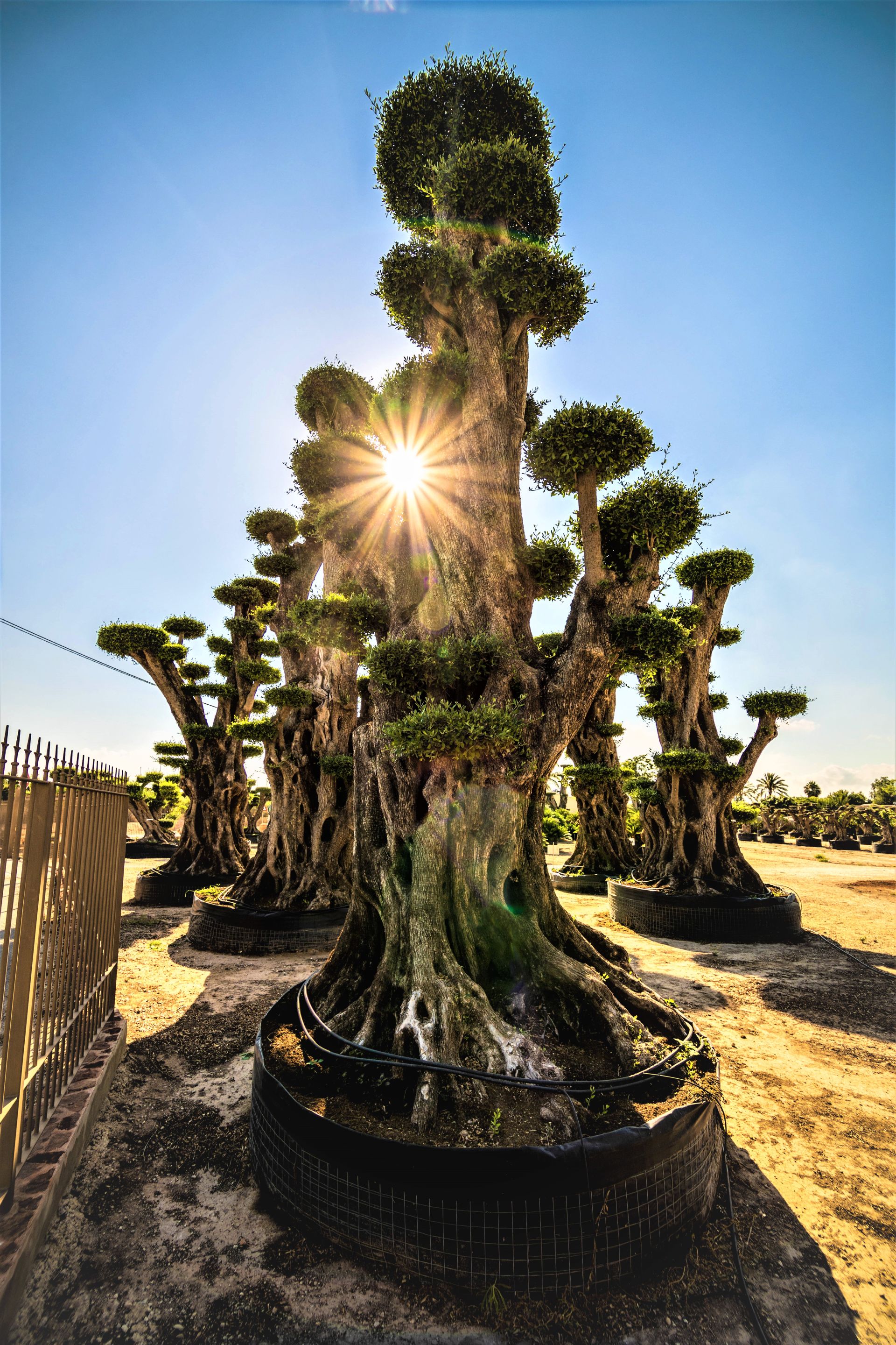 Palmeras de vivero